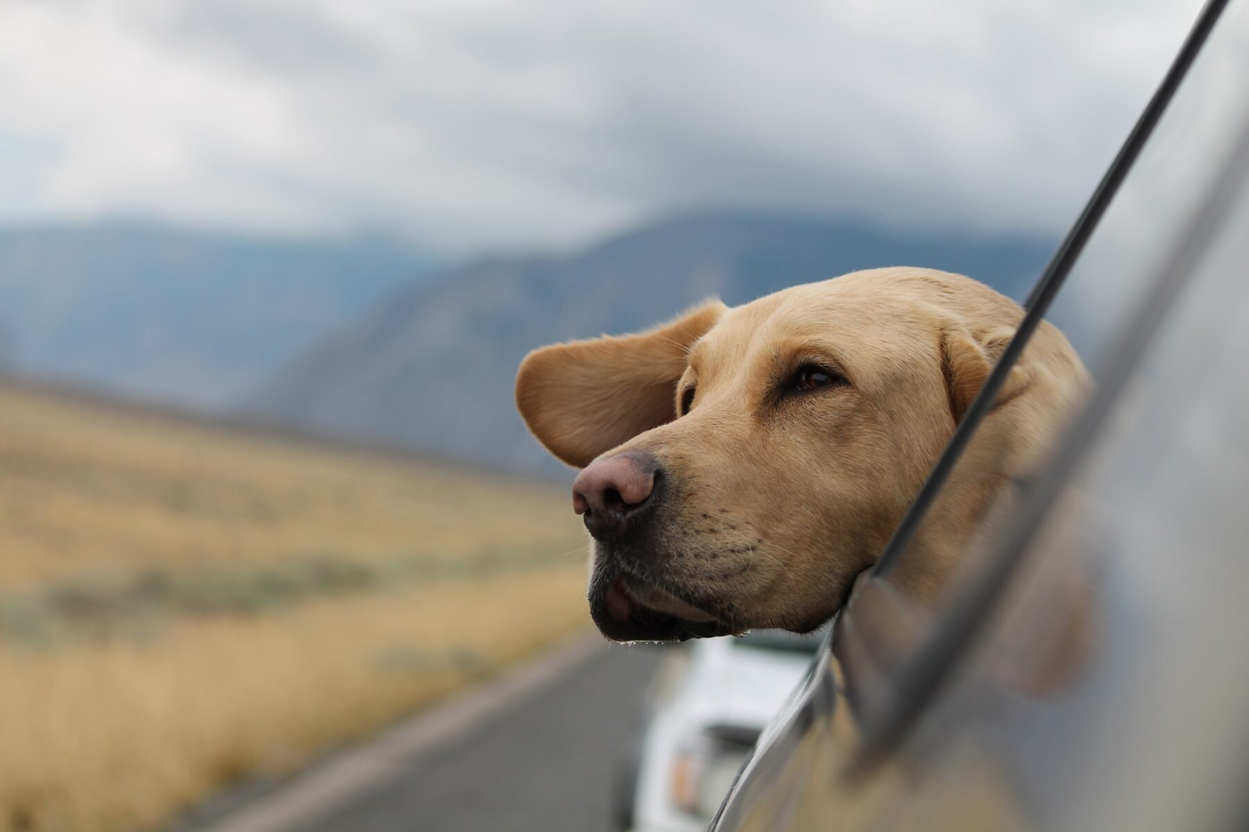 5 meilleurs pays pour voyager avec un chien